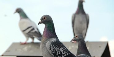 polonyada-guvercinlere-dogum-kontrolu-uygulanacak-UhNPTlnz.jpg