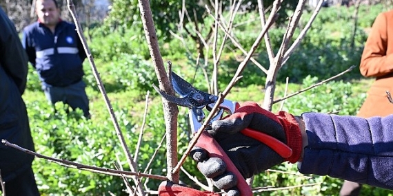 ATASEM’de uygulamalı ağaç budama eğitimi