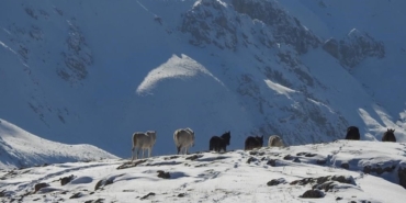 erzincan-munzur-daglarinda-yilki-atlari-I8Ir5gBx.jpg