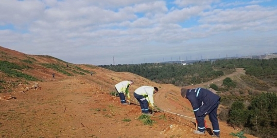 Gebze’de 4 bin 500 sedir ağacı toprakla buluştu