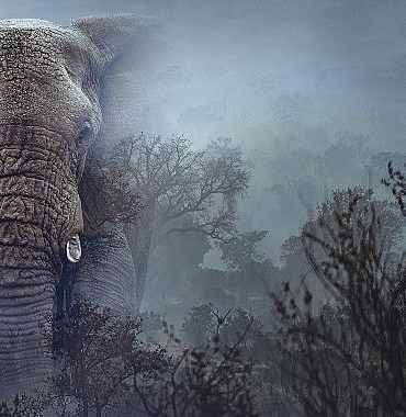 hayalet-filler-11-mart-carsamba-2000de-national-geographic-wild-ekranlarinda-SZXwUkVk.jpg