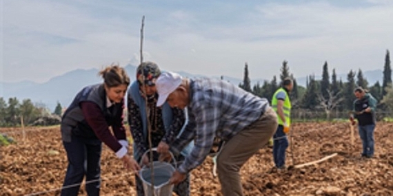 Kesilen cevizlerin yerine umut filizlendi