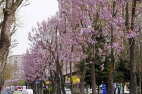 Beylikdüzü’nde Bahar Mesaisi Başladı