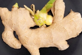 Filizlenen zencefil bozulmuş mu olur? Pişirerek tüketmek en iyisiymiş