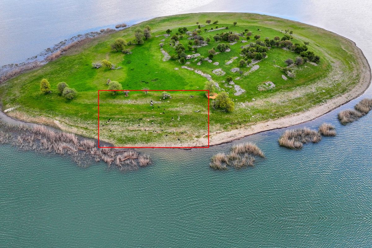 İsviçre değil Türkiye! Uyanık besici çoban masrafından böyle kurtuldu