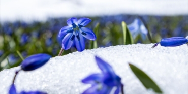 kadiralak-yaylasindaki-mavi-yildiz-cicekleri-kar-altinda-kaldi-WKFaIaPy.jpg