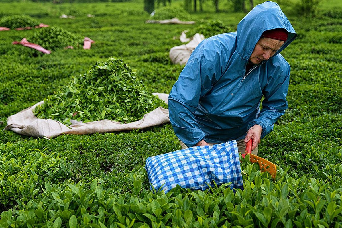 2026 yılı yaş çay alım fiyatı kilogram başına 35 lira olarak belirlendi