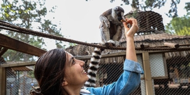 antalya-dogal-hayat-parkinda-yavru-lemur-sevinci-kKKPO9CHjpg