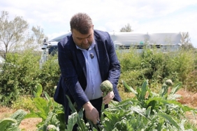 İlçenin değerli ziraî üretim merkezlerinden Düzce Köyü’nde gerçekleşen hasada, Seferihisar Belediye Başkanı İsmail Yetişkin de katıldı.