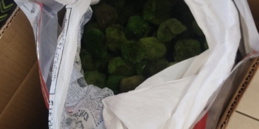 kapikulede-yolcu-otobusunde-2-bin-125-canli-yesil-alg-ele-gecirildi-Qaqhy2DD.jpg