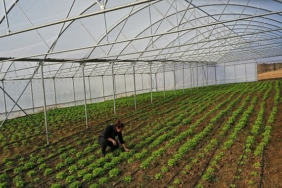 Kocaeli’de seracılık, Büyükşehir’le yaygınlaşıyor