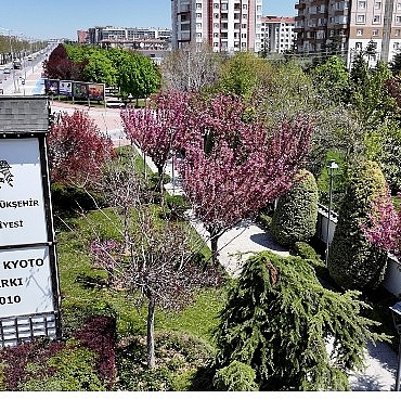 sakuralar-icin-japonyaya-gitmenize-gerek-yok-konyada-sakura-mevsimi-basladi-Sanu2ZeA.jpg